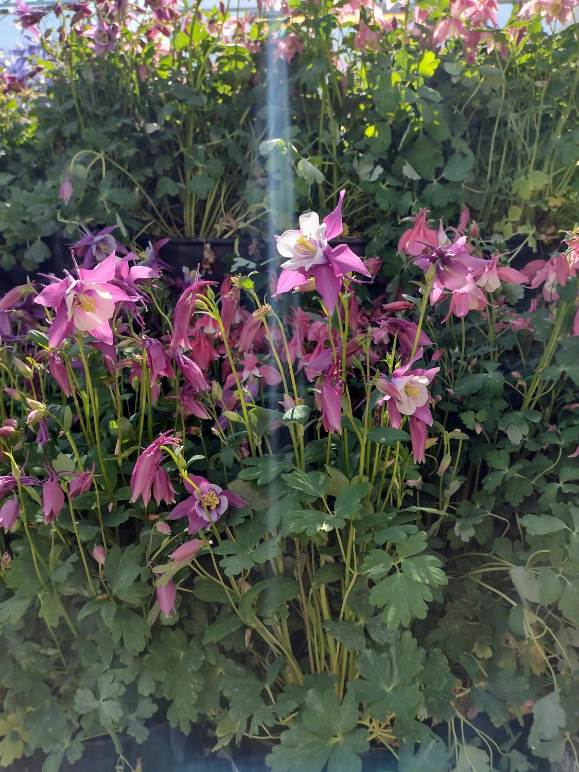 Aquilegia, or columbine, is a great choice for partially shady areas. It comes in a kaleidoscope of colors and is perennial.